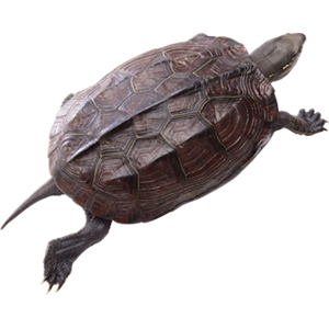 Turtle PNG-24767